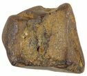 Triceratops Shed Tooth - Montana #41291-1